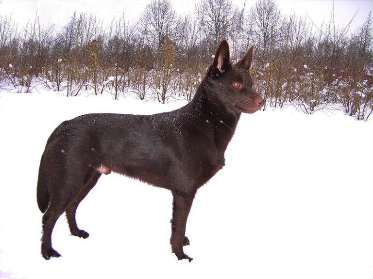 Ung Kelpie