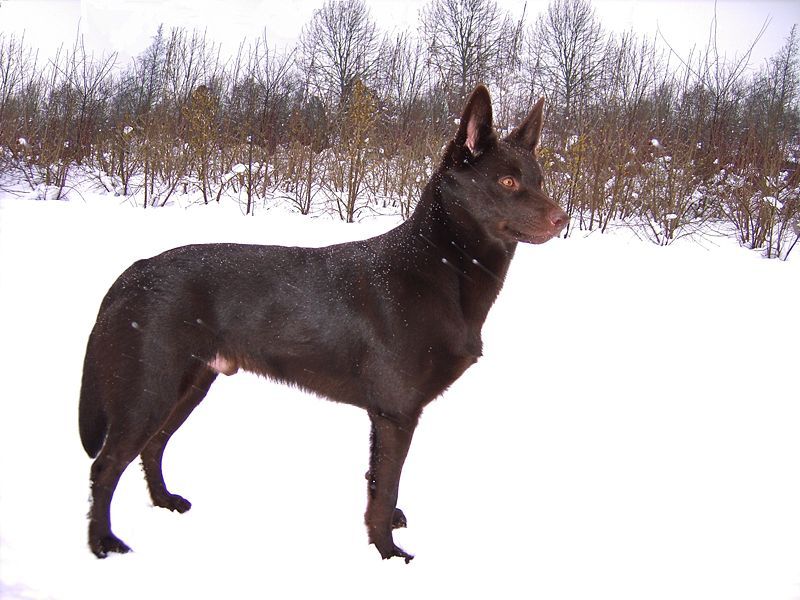 Ung Kelpie