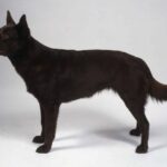 Australian Kelpie stående