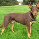 Australian Kelpie