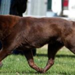 Australian Kelpie