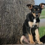 Australian Kelpie