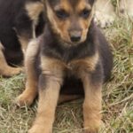 Australian Kelpie