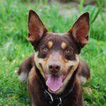 Australian Kelpie