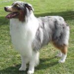 Voksen, stående Australian Shepherd