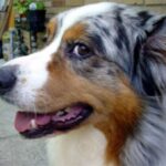 Skjer'a? Portrett av en Australian Shepherd