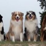Australian Shepherd