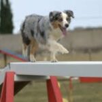 Australian Shepherd