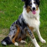 Australian Shepherd
