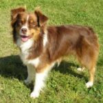 Australian Shepherd