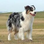 Australian Shepherd