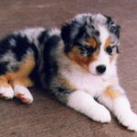 Valp Australian Shepherd