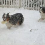 Australian Shepherd