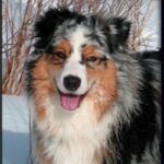 Portrett av en Australian Shepherd