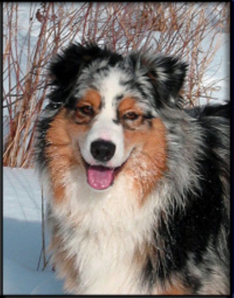 Portrett av en Australian Shepherd