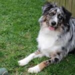 Australian Shepherd