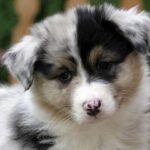 Australian Shepherd valp