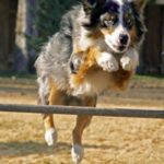 Australian Shepherd
