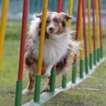 Australian Shepherd