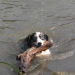 Australian Shepherd