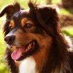 Portrett av en Australian Shepherd