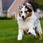 Australian Shepherd