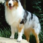 Voksen Australian Shepherd