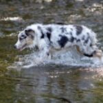 Australian Shepherd