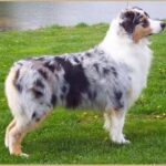 Australian Shepherd står og følger med flokken