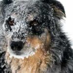 Australian Shepherd
