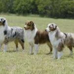 Australian Shepherd