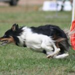 Australian Shepherd