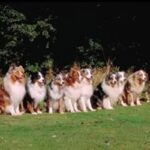 Australian Shepherd