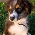 Portrett av en ung Australian Shepherd