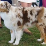 Voksen Australian Shepherd