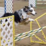 Australian Shepherd