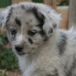 Australian Shepherd