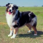 Australian Shepherd