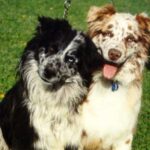 Australian Shepherd