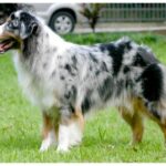Stående Australian Shepherd