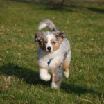 Australian Shepherd