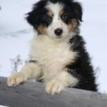 Australian Shepherd valp