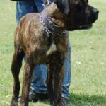 Australsk Bandog