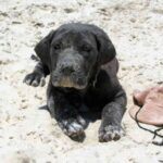 Australsk Bandog