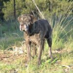 Australsk Bandog