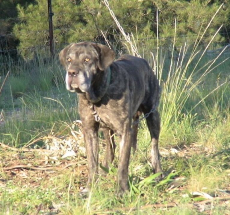 Australsk Bandog