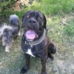 Australsk Bandog