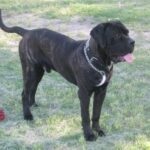 Australsk Bandog