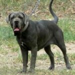 Australsk Bandog