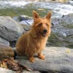 Australsk Terrier